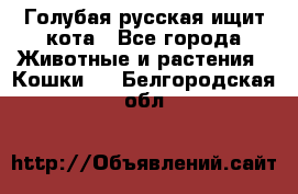 Голубая русская ищит кота - Все города Животные и растения » Кошки   . Белгородская обл.